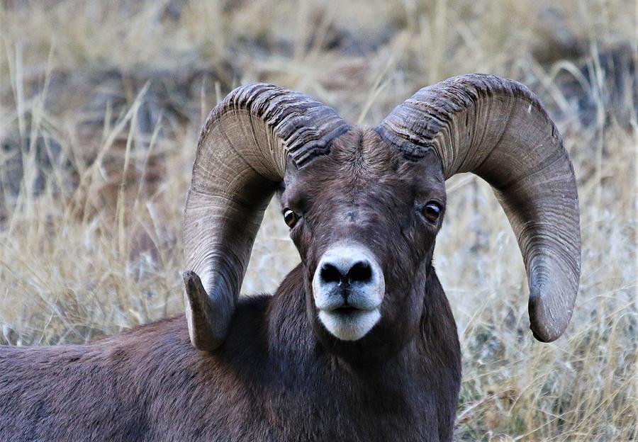 What??? Photograph by Larry Kniskern - Fine Art America