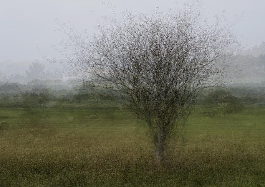 Tree Photograph - What Remains by Katarina Holmstrm