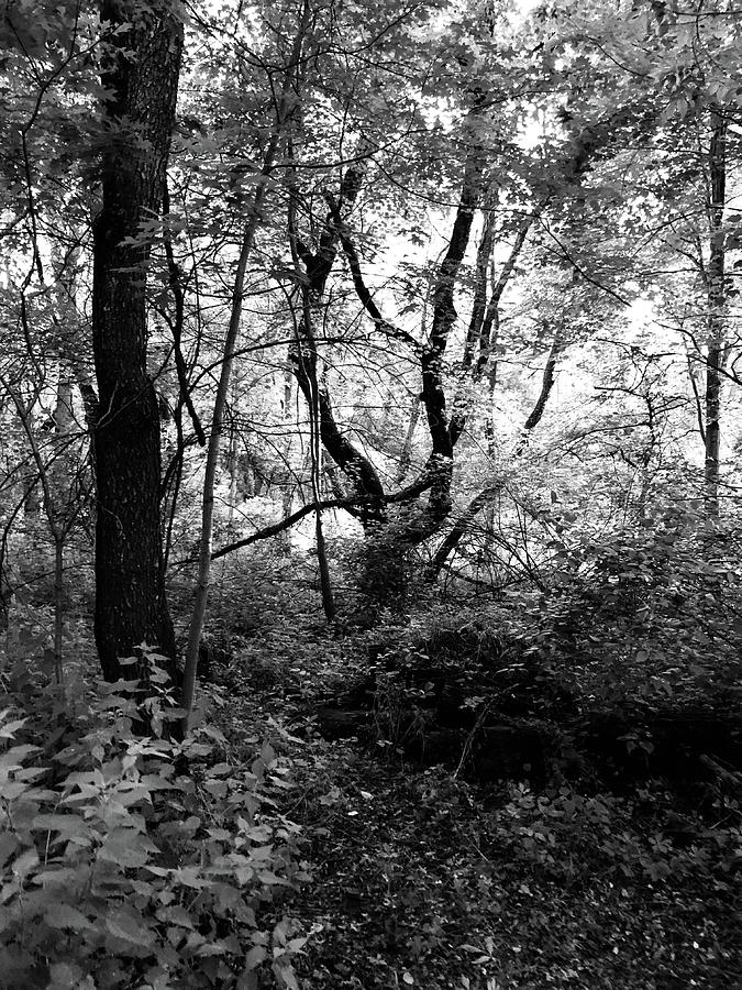 What trees do in the woods.. Photograph by Clare Cericola - Fine Art ...