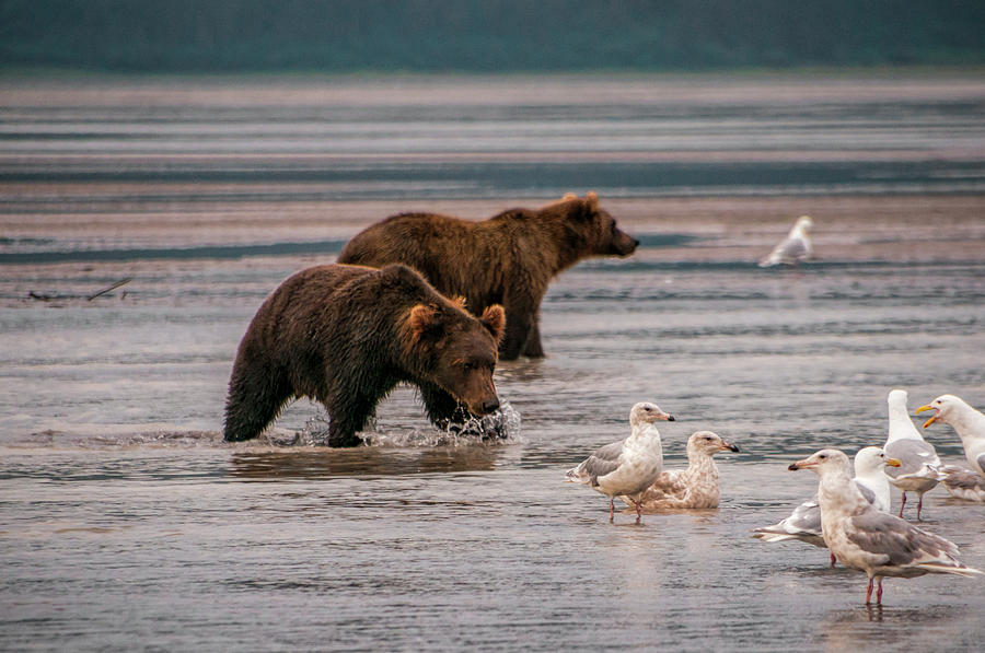 Lake Clark National Park And Preserve Photograph - Whats For Dinner by Phyllis Taylor
