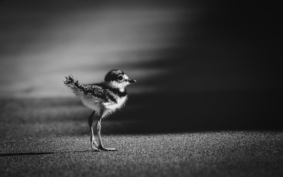 Killdeer Photograph - What\s In There? by Lian Tang