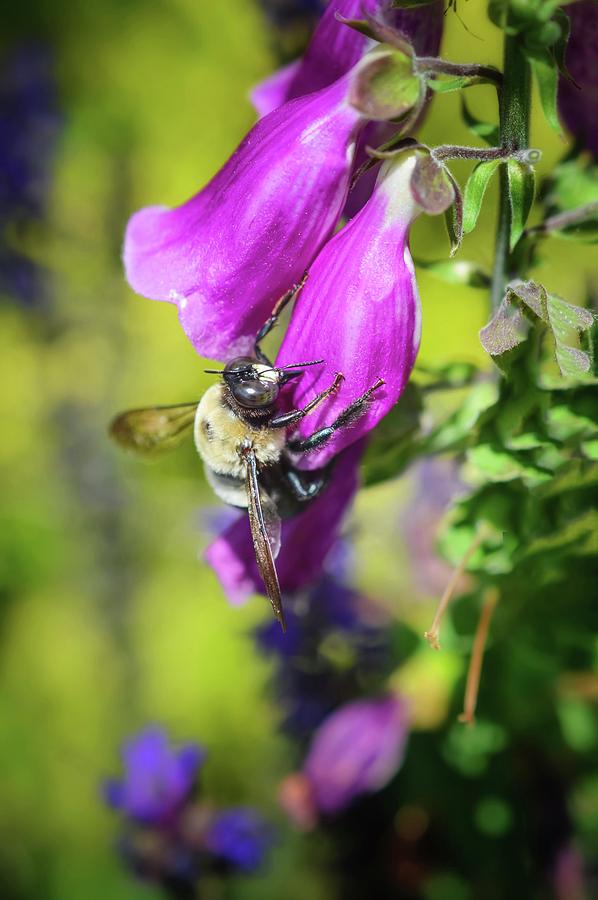 Whats the Buzz? Photograph by Shannon Kelly