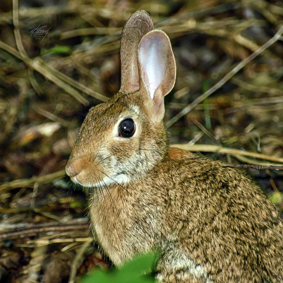 Whats Up Doc Photograph by Michael Frank