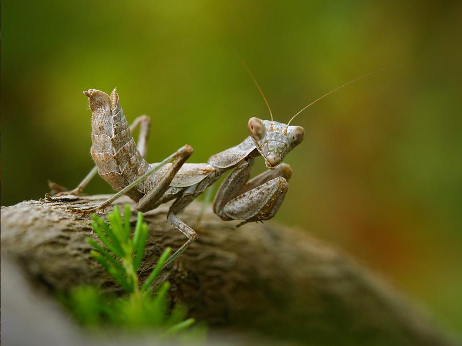 Insects Photograph - Whats Up? by Jimmy Hoffman