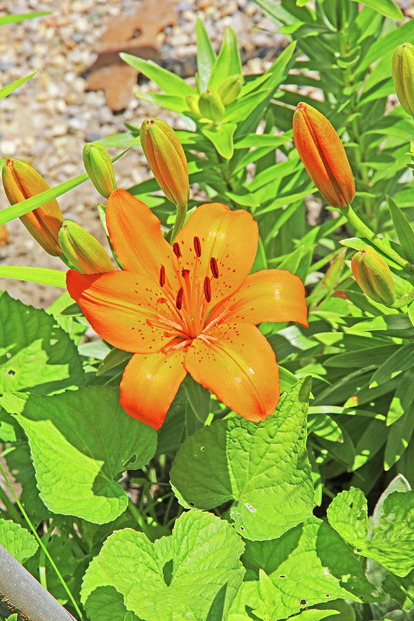 Whats Up Tiger Lilly orange pods stamen green leaf and gravel background 2 6272019 5852. Photograph by David Frederick