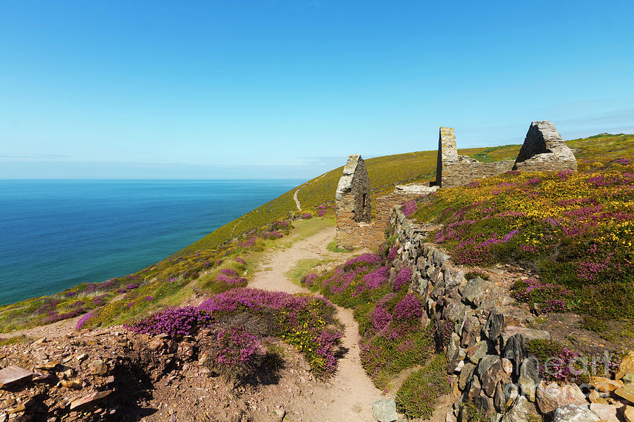 Flower Photograph - Wheal Coates Calciner Furnace by Terri Waters