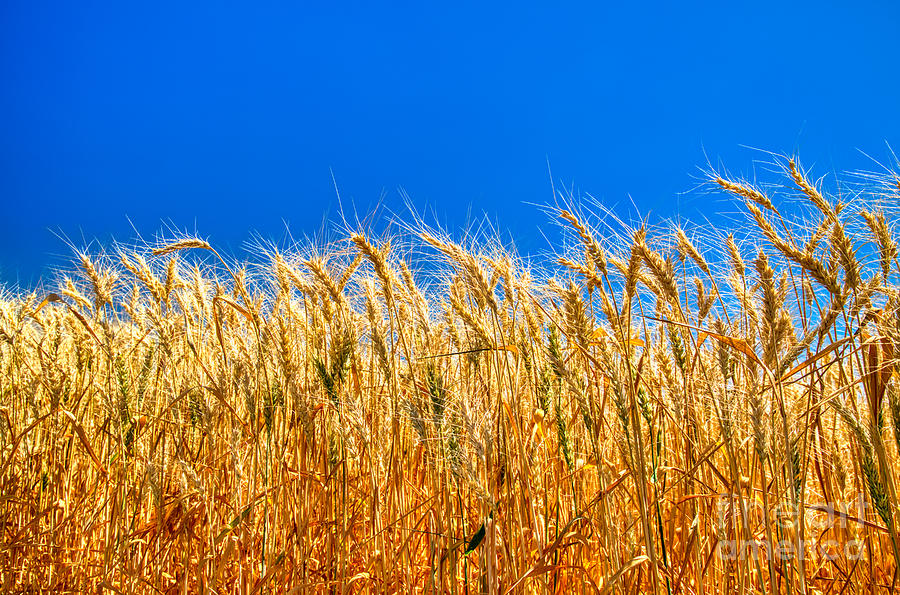 Wheat Photograph by Bruce Block