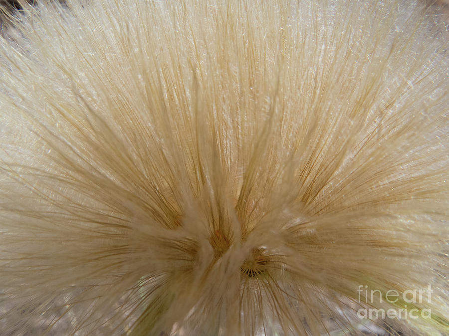 Wheat Colored Dandelion 1 Photograph by Christy Garavetto