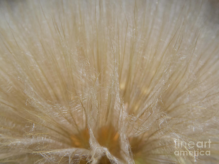 Wheat Colored Dandelion 2 Photograph by Christy Garavetto