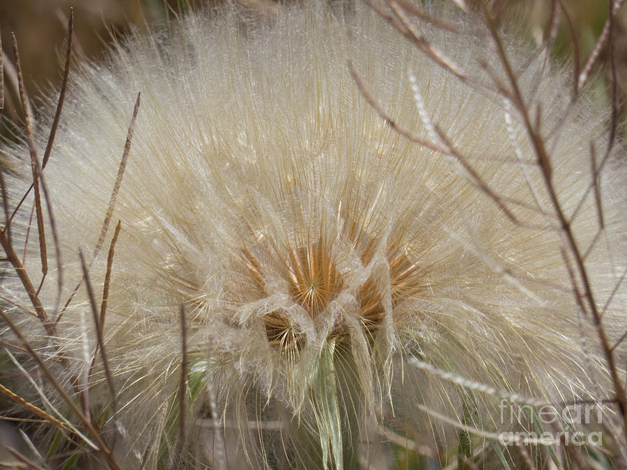 Wheat Colored Dandelion 3 Photograph by Christy Garavetto