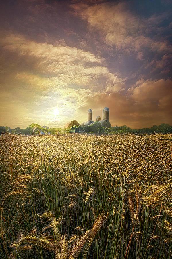 Wheat Dream Photograph