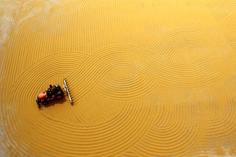 Wheat Drying Photograph by Emine Basa