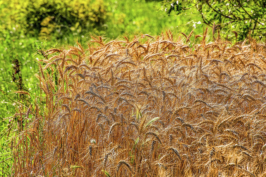 Wheat ears  Photograph by Vivida Photo PC