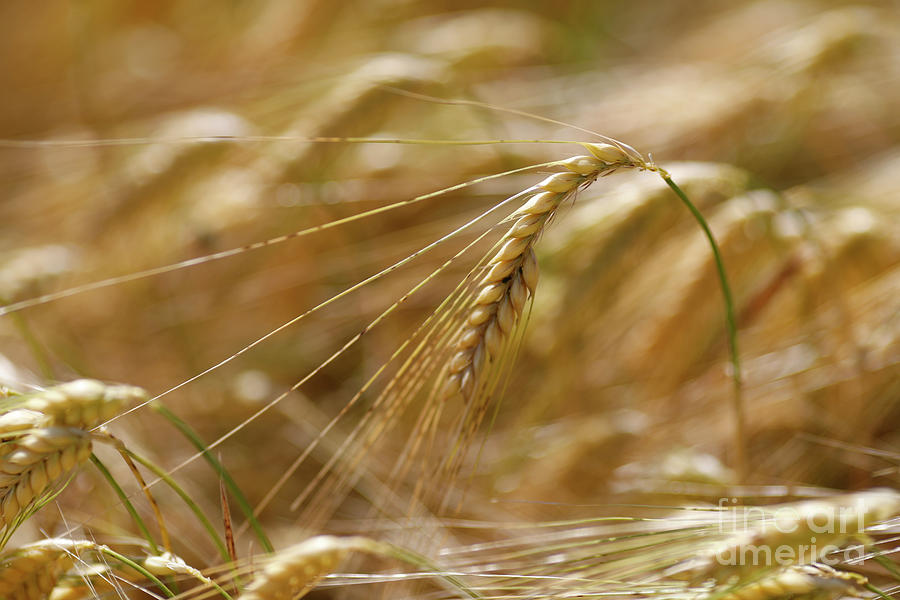 Wheat Photograph by European School
