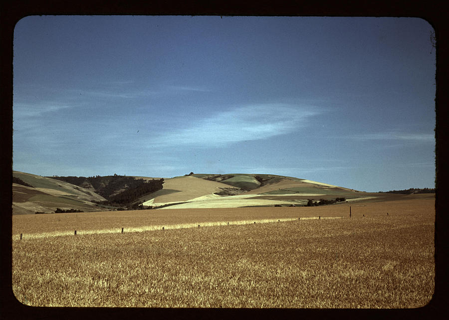 Wheat farm, Walla Walla, Washington Painting by Lee, Russell