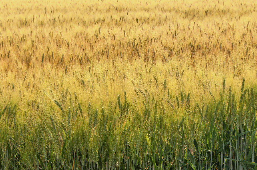 Wheat field #1 by Dimitris Sivyllis Wheat field #1 by Dimitris Sivyllis