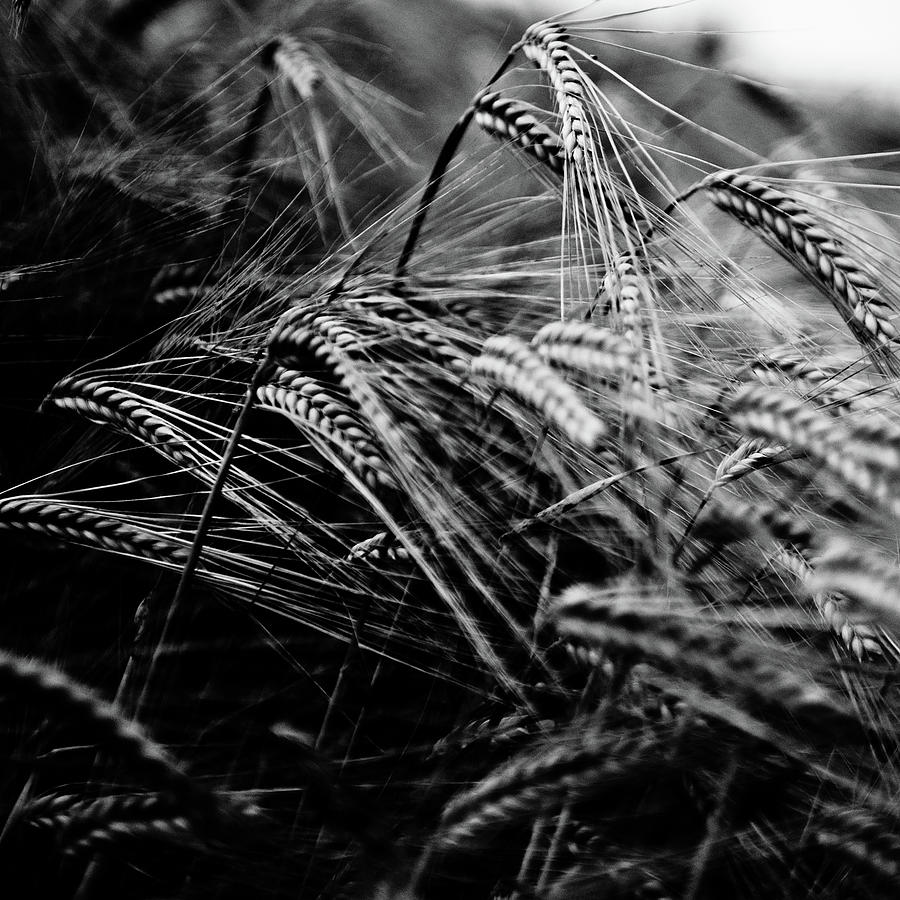 Wheat Field Photograph by Andreas Schott (bonnix)