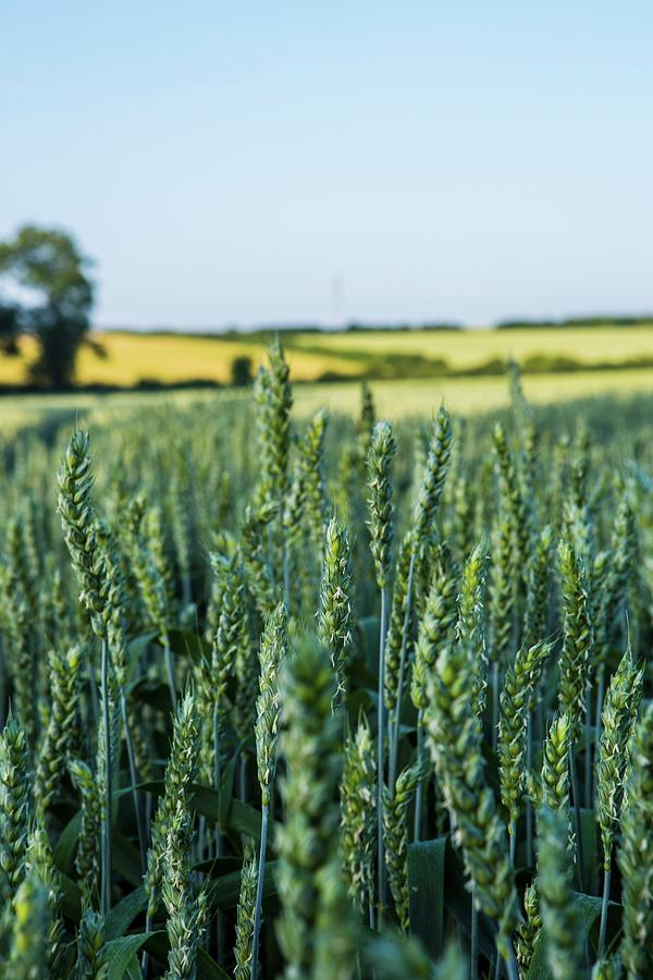 Wheat Field Photograph by Artfeeder