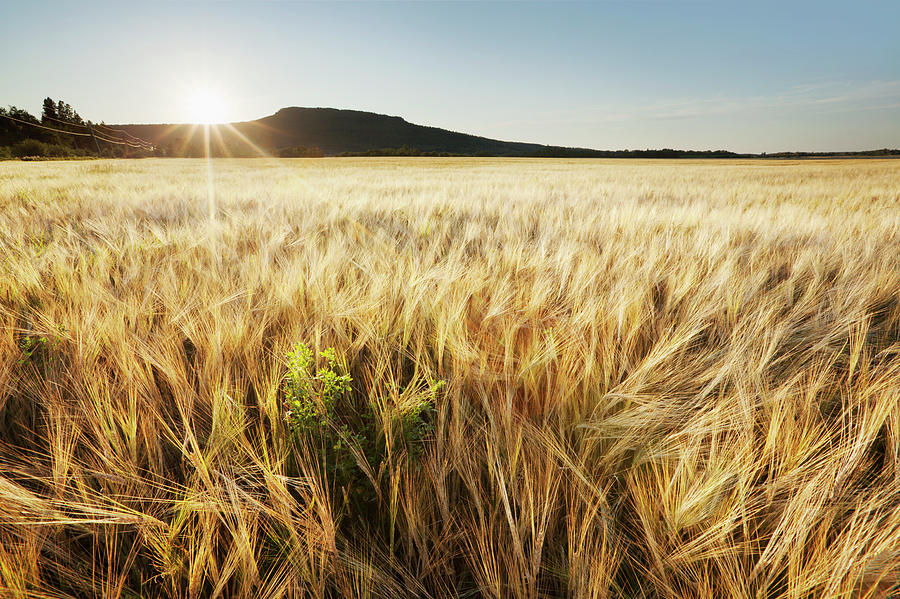 Wheat Field At Sunset Photograph by Susan Dykstra / Design Pics