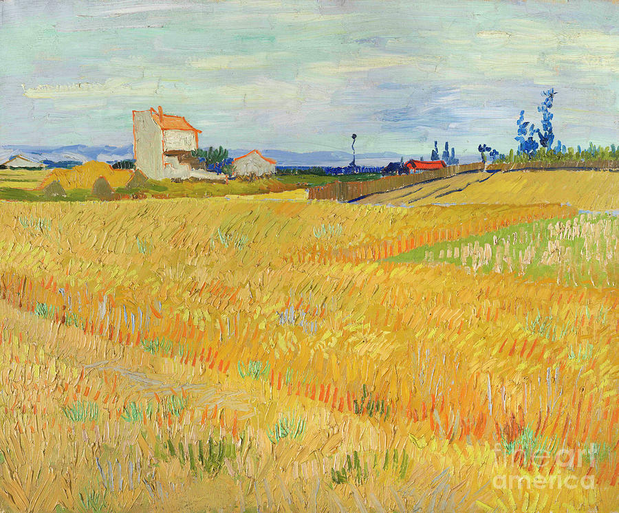 Vincent Van Gogh Drawing - Wheat Field Champ De BlÈ 1888 by Heritage Images