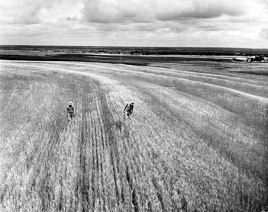 Oklahoma Photograph - Wheat Field Experimental Station by Alfred Eisenstaedt