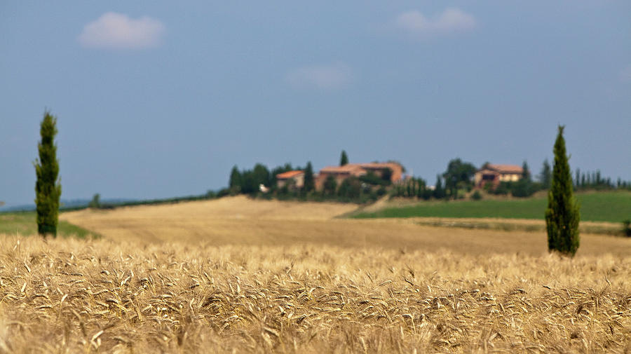 Wheat Field In Rural Landscape Photograph by Walter Zerla
