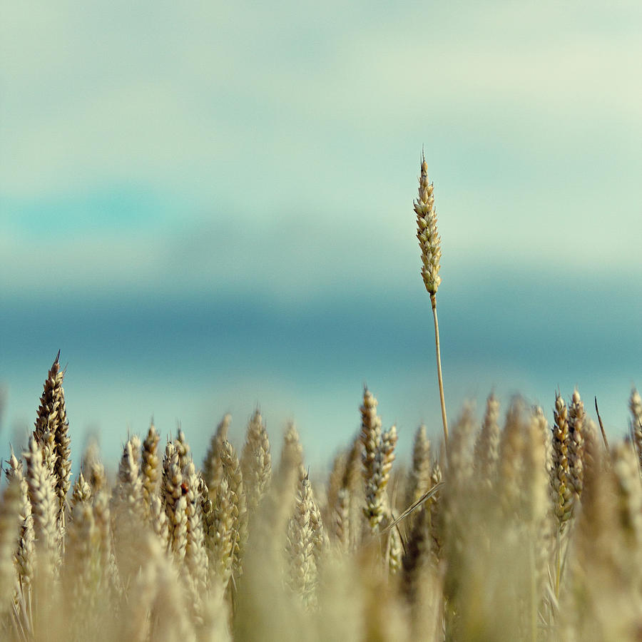 Wheat Field In Spain Photograph by Iñaki De Luis