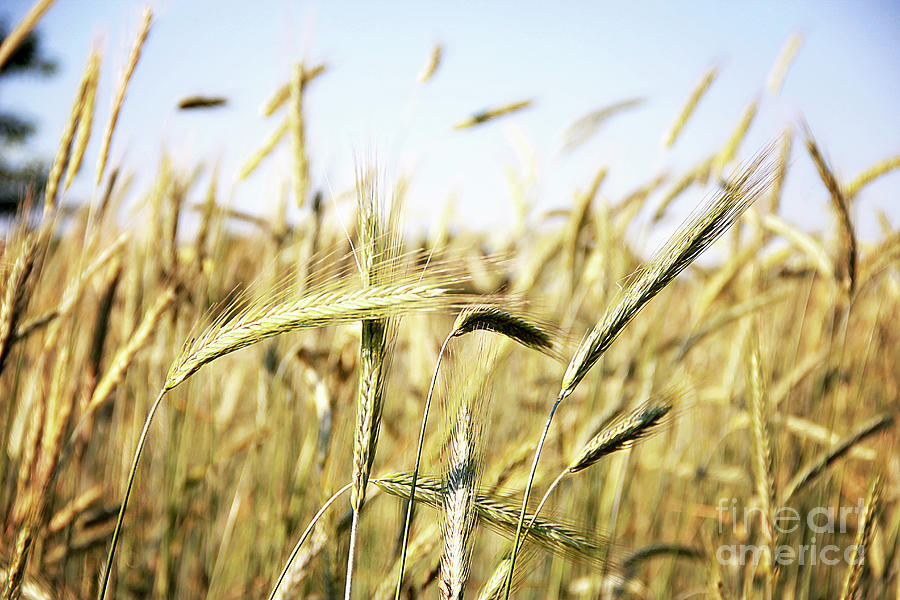 Wheat Field Photograph by Kathy Sherbert