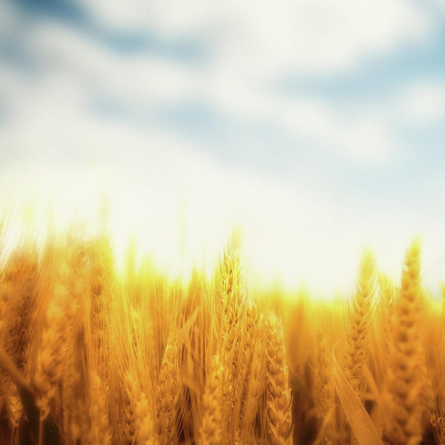 Wheat Field Photograph by Lukatdb