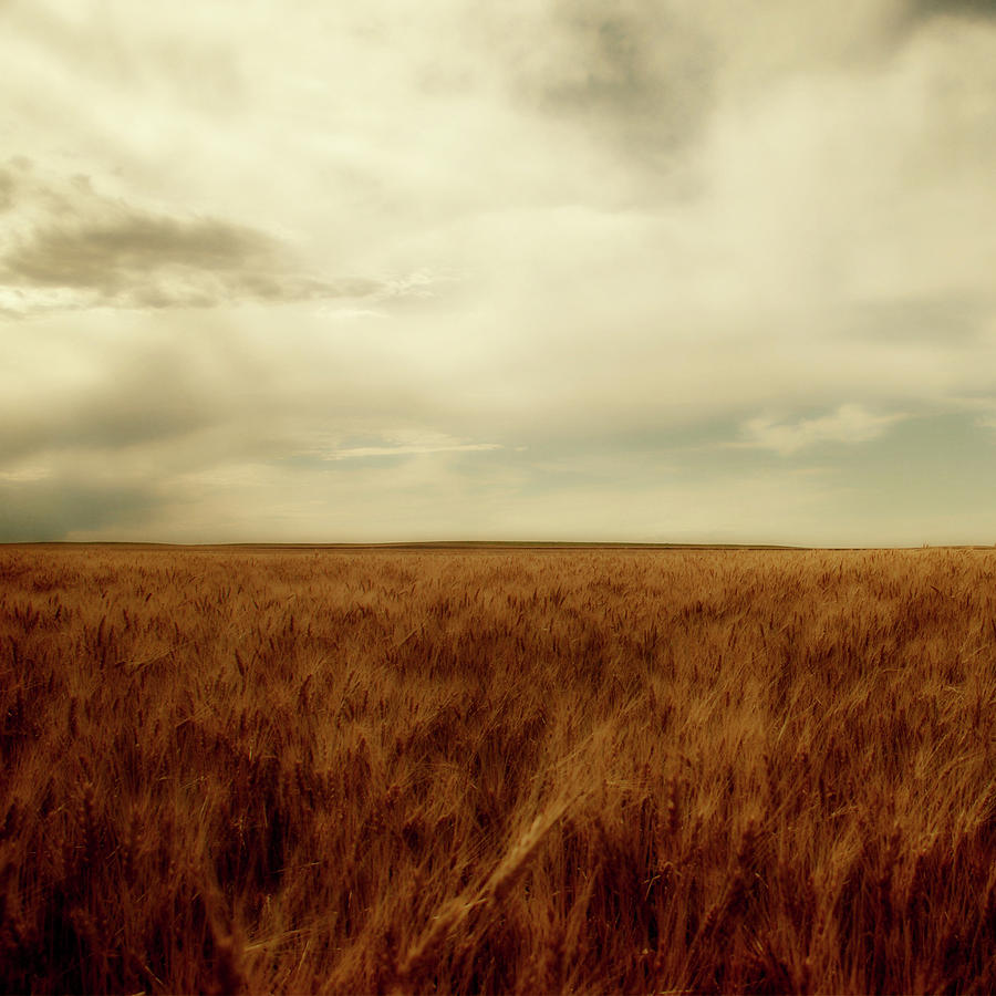 Wheat Field Photograph by Moosebitedesign