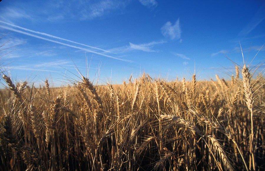 Wheat Field Photograph by Norme