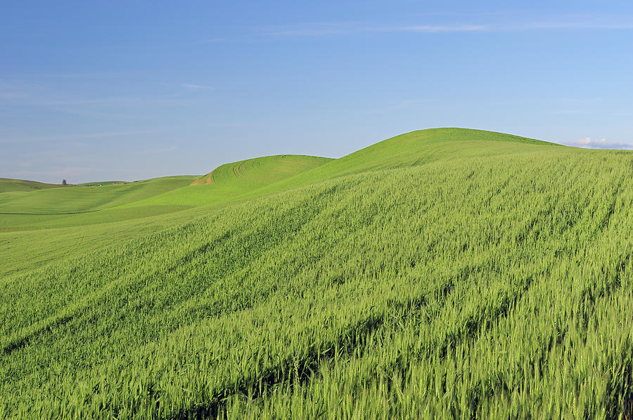 Wheat Field, Palouse Region Photograph by Martin Ruegner