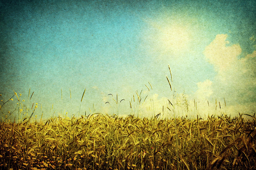 Wheat Field, Retro-style Photo Photograph by Barcin