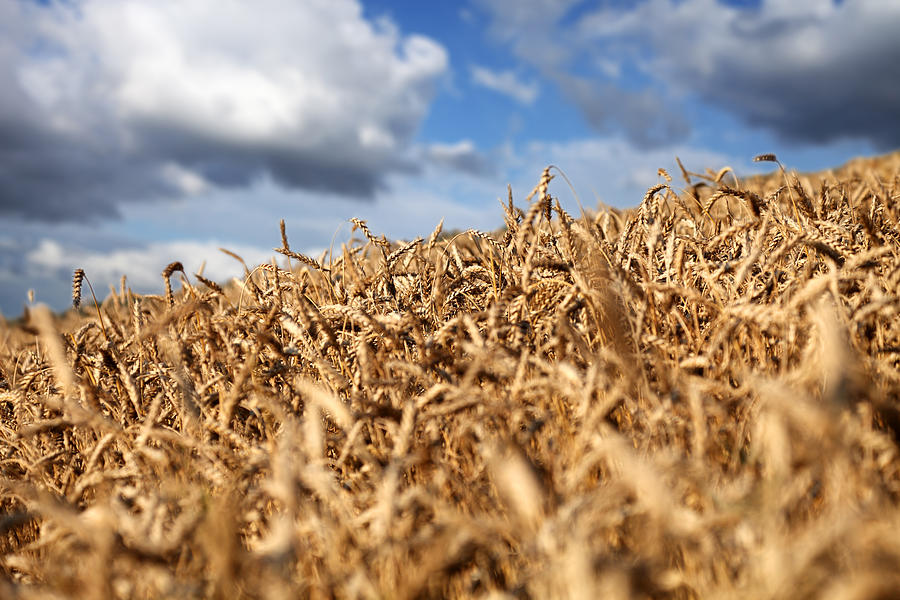 Wheat Field Photograph by Savushkin