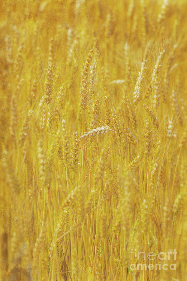 Wheat Field. Stalks Of Ripe Wheat Photograph by 