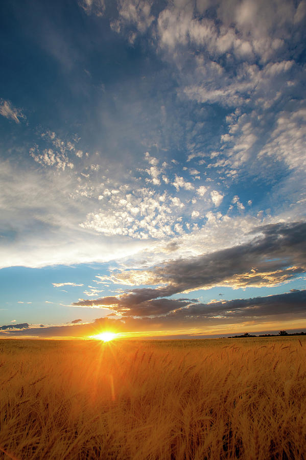 Sunset Photograph - Wheat Field Sunset by Dan Ballard