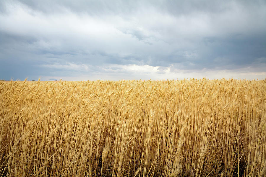 Wheat Field Under Dark Clouds Photograph by Adrian Studer