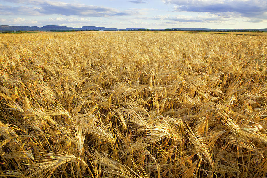 Wheat Field With Mountains In The Photograph by Susan Dykstra / Design Pics