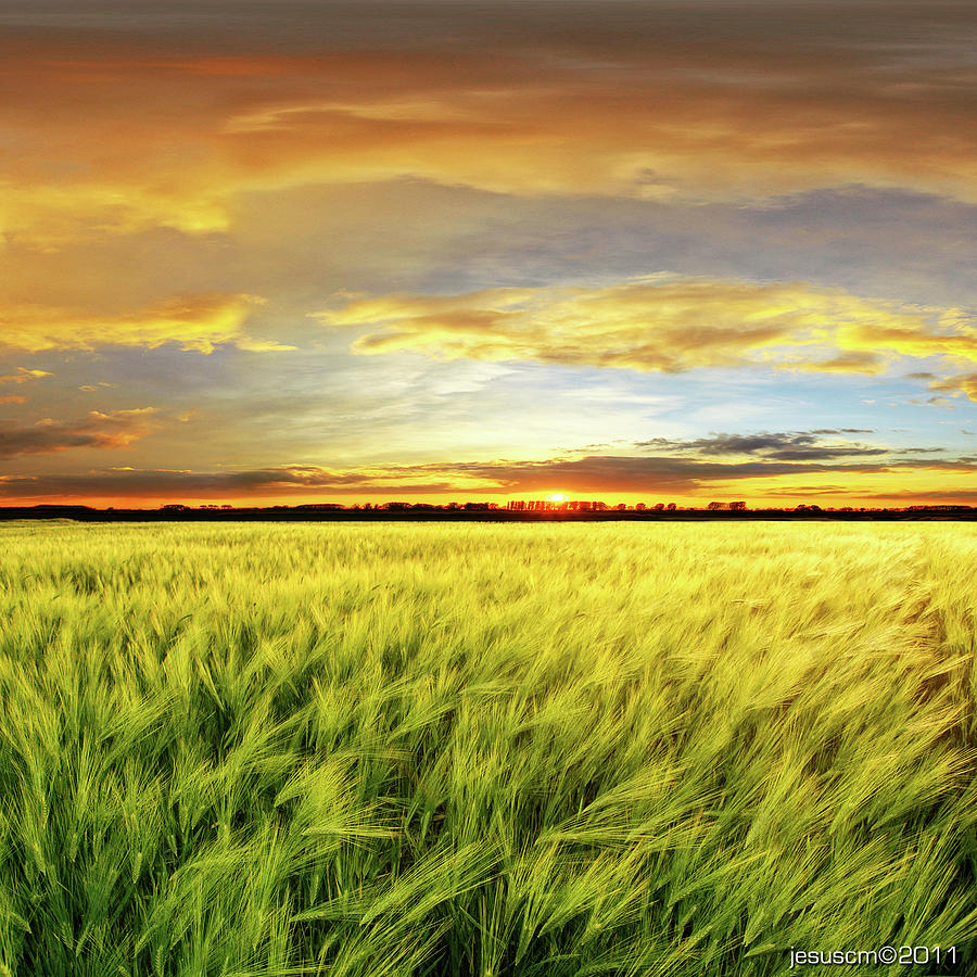Wheat Field With Sunset Photograph by ©jesuscm