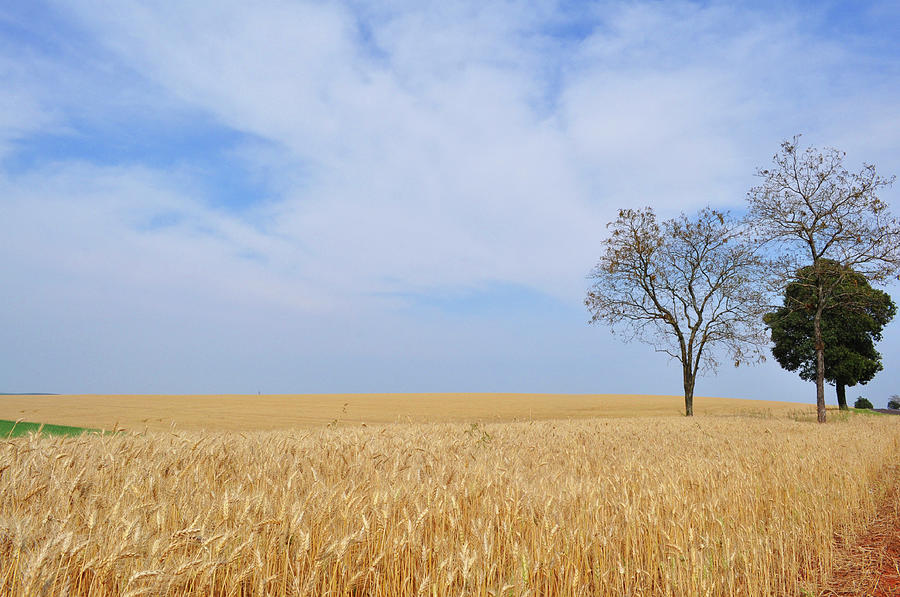 Wheat Fields Photograph by Gferreirajr