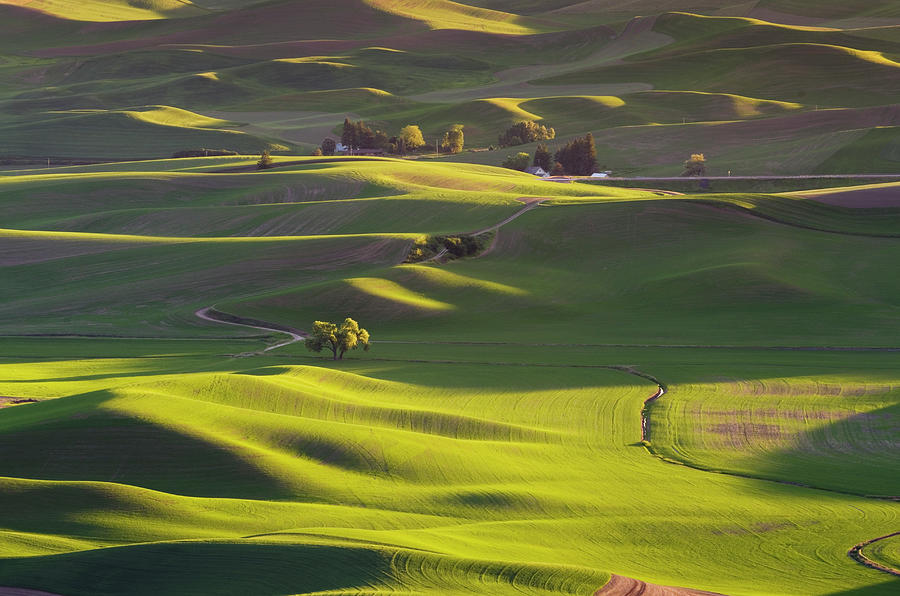 Wheat Fields, Palouse Photograph by Alan Majchrowicz