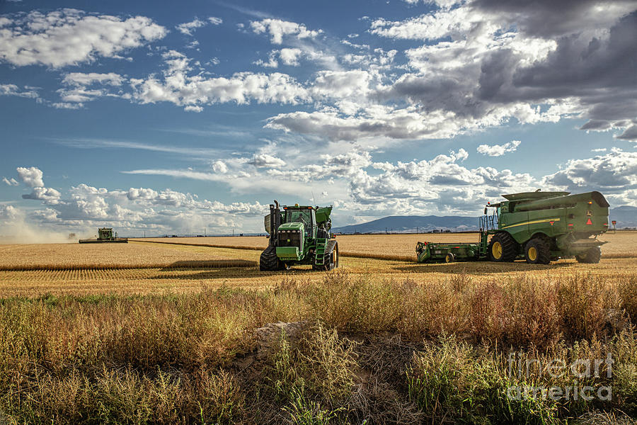 Colorado Wheat Harvest l Photograph by Lynn Sprowl