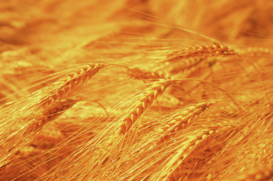 Wheat In Detail Photograph by Grant Faint