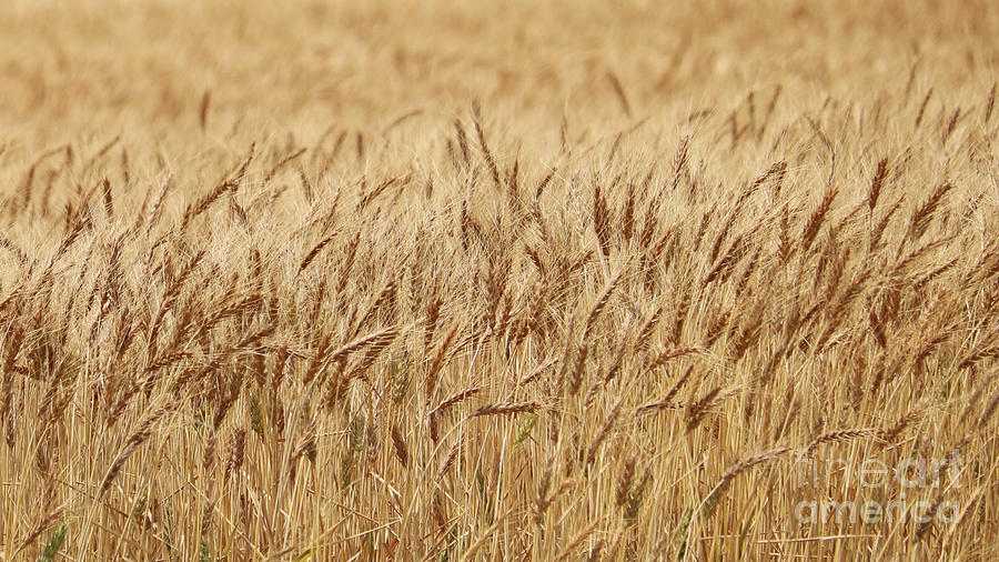 Wheat in Field Photograph by Carol Groenen