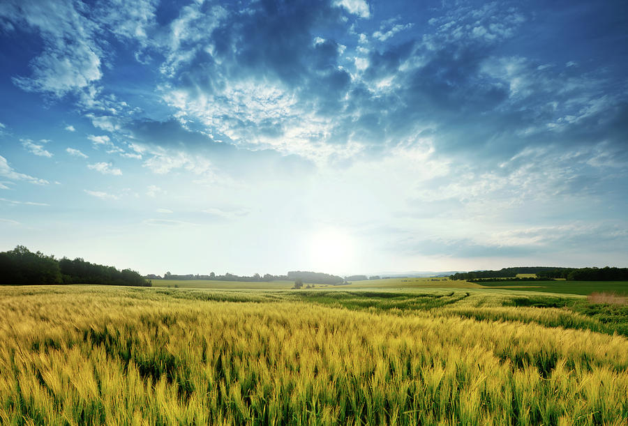 Wheat Landscape Photograph by Nikada