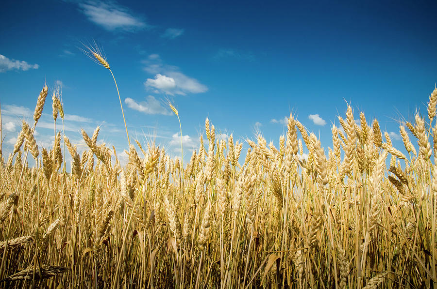 Wheat Photograph by Muhla1