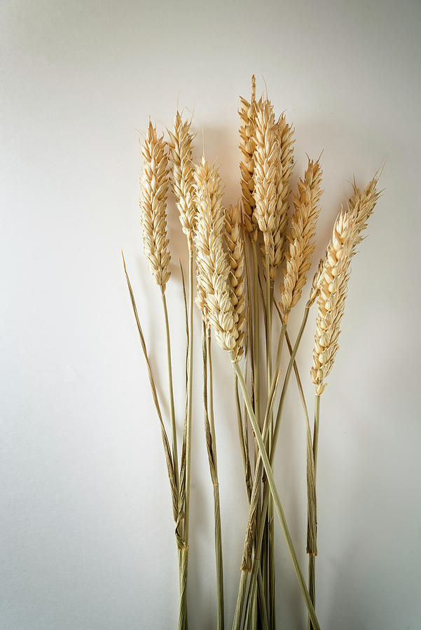 Wheat On White Surface Photograph by Nitin Kapoor