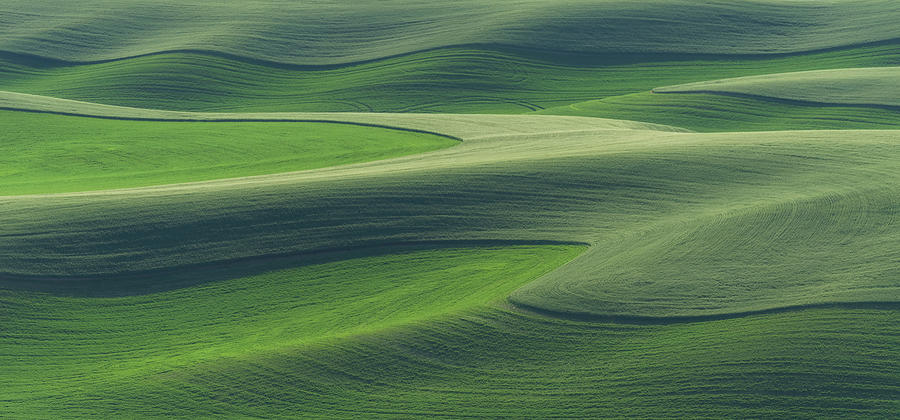 Wheat Pattern Photograph by Ken Weber
