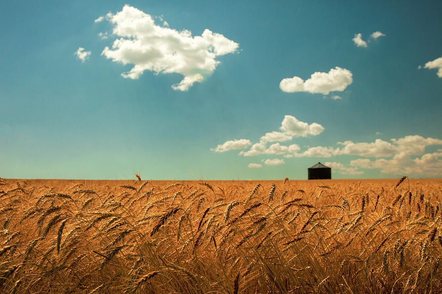 Wheat, Sky and Bin Photograph by Todd Klassy