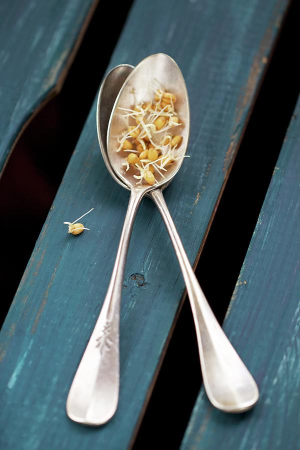 Wheat Sprouts On Two Teaspoon Photograph by Chaudron Pastel